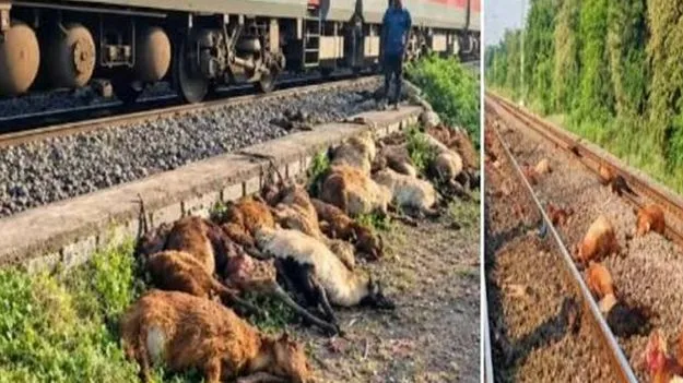 రైలు ఢీకొని దాదాపు 200 గొర్రెల మృతి