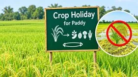 యాసంగిలో వరికి క్రాప్‌ హాలిడే!