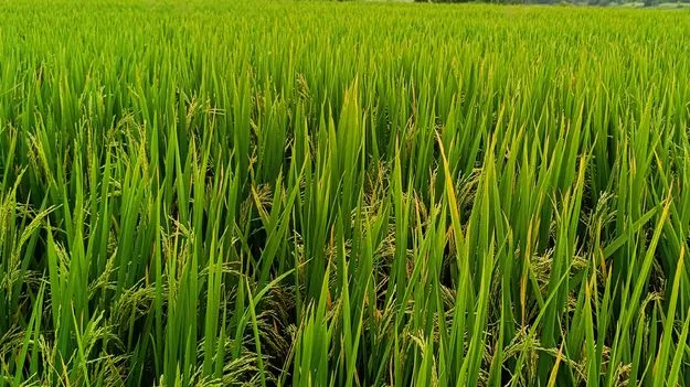 జూరాలకు నీటిపై కర్ణాటక యూటర్న్‌!