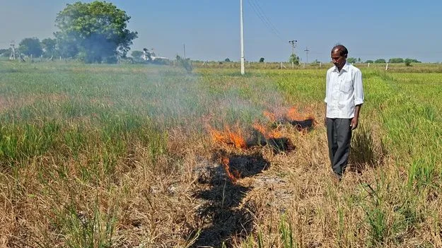 ఎండిన పైరుకు నిప్పు!