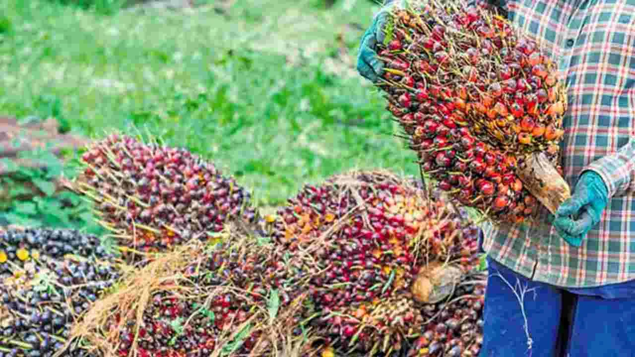 పామాయిల్‌ గెలల కొను‘గోల్‌మాల్‌’!