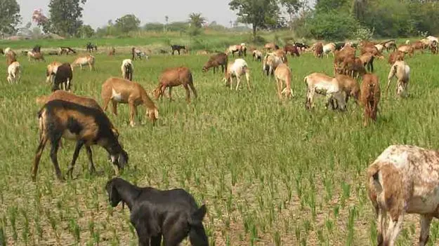 రైతన్నపై ఎల్‌నినో పిడుగు