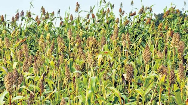 యాసంగిలో స్వల్పకాలిక పంటలు సాగు చేయాలి