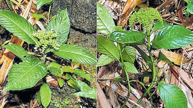 అసోంలో కొత్త పూల జాతి మొక్క