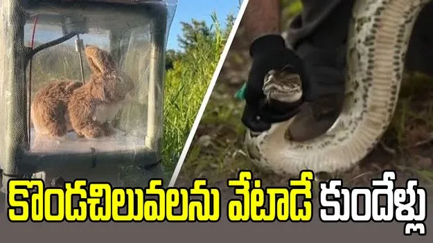 కొండచిలువలను వేటాడే రోబో కుందేళ్లు.. ఫ్లోరిడాలో కొత్త టెక్నాలజీ