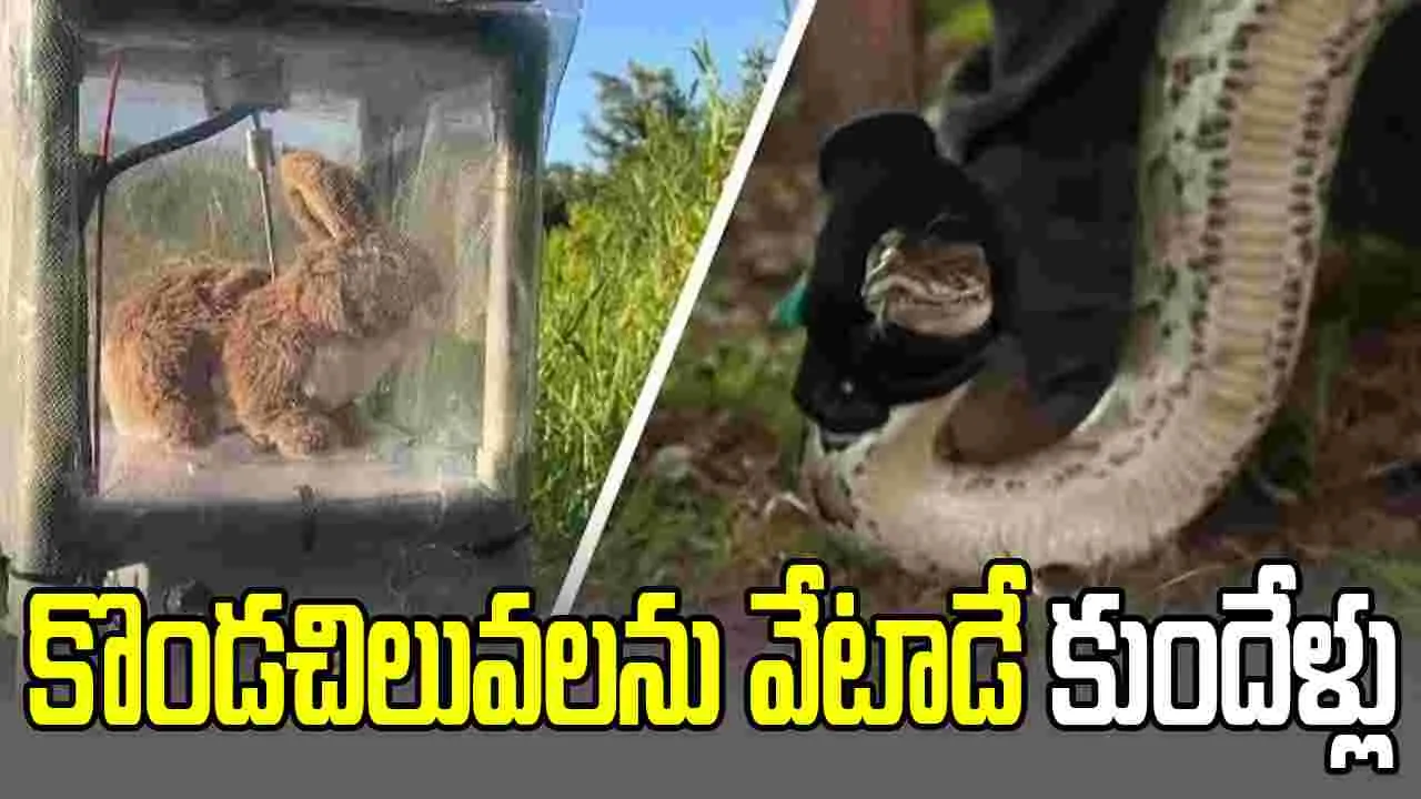కొండచిలువలను వేటాడే రోబో కుందేళ్లు.. ఫ్లోరిడాలో కొత్త టెక్నాలజీ
