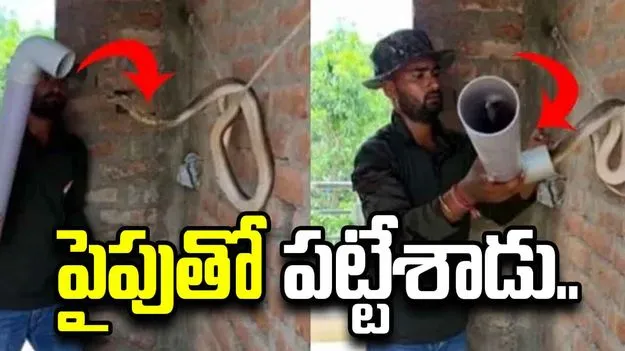 గోడపైకి ఎక్కిన కోబ్రాను PVC పైపుతో పట్టేశాడు.. వీడియో చూస్తే గుండె ఆగాల్సిందే!