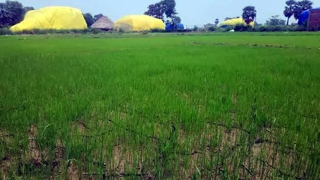 ఖరీఫ్‌ పంటలపై తెగుళ్ల దాడి!