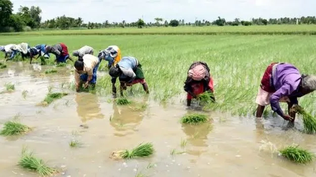 విత్తు పడింది కానీ...!