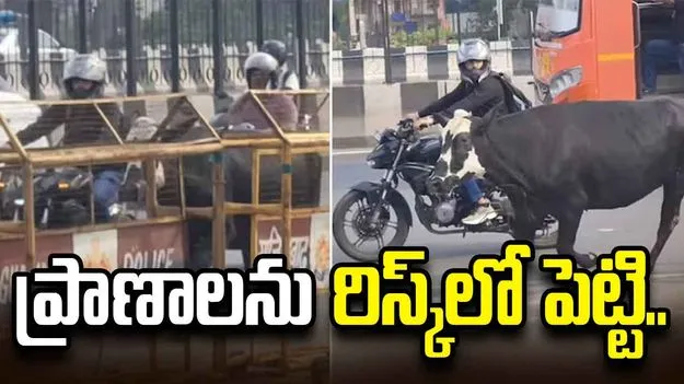మానవత్వం అంటే ఇదే కదా.. ఆవును రక్షించటం కోసం తన ప్రాణాలను..