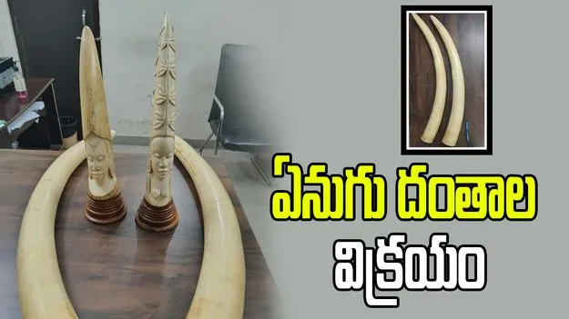 నగరంలో ఏనుగు దంతాల విక్రయం.. ముఠాను అదుపులోకి తీసుకున్న డీఆర్ఐ