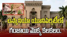 ఉస్మానియా యూనివర్సిటీలో గంజాయి మొక్క కలకలం.. పోలీసులకు ఫిర్యాదు