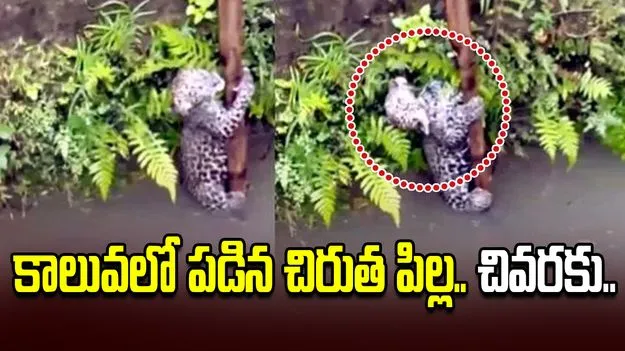 కాలువలో పడిన చిరుత పిల్ల.. గ్రామస్థులు ఏం చేశారంటే!