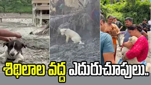 నేపాల్‌లో వరదల విలయం.. యజమానుల కోసం ఎదురు చూస్తున్న శునకాలు.. 