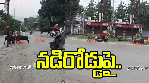 స్కూటీపై వెళ్తున్న యువతిని ఢీకొట్టిన ఎద్దు.. క్షణాల్లో షాకింగ్ సీన్ వీడియో వైరల్