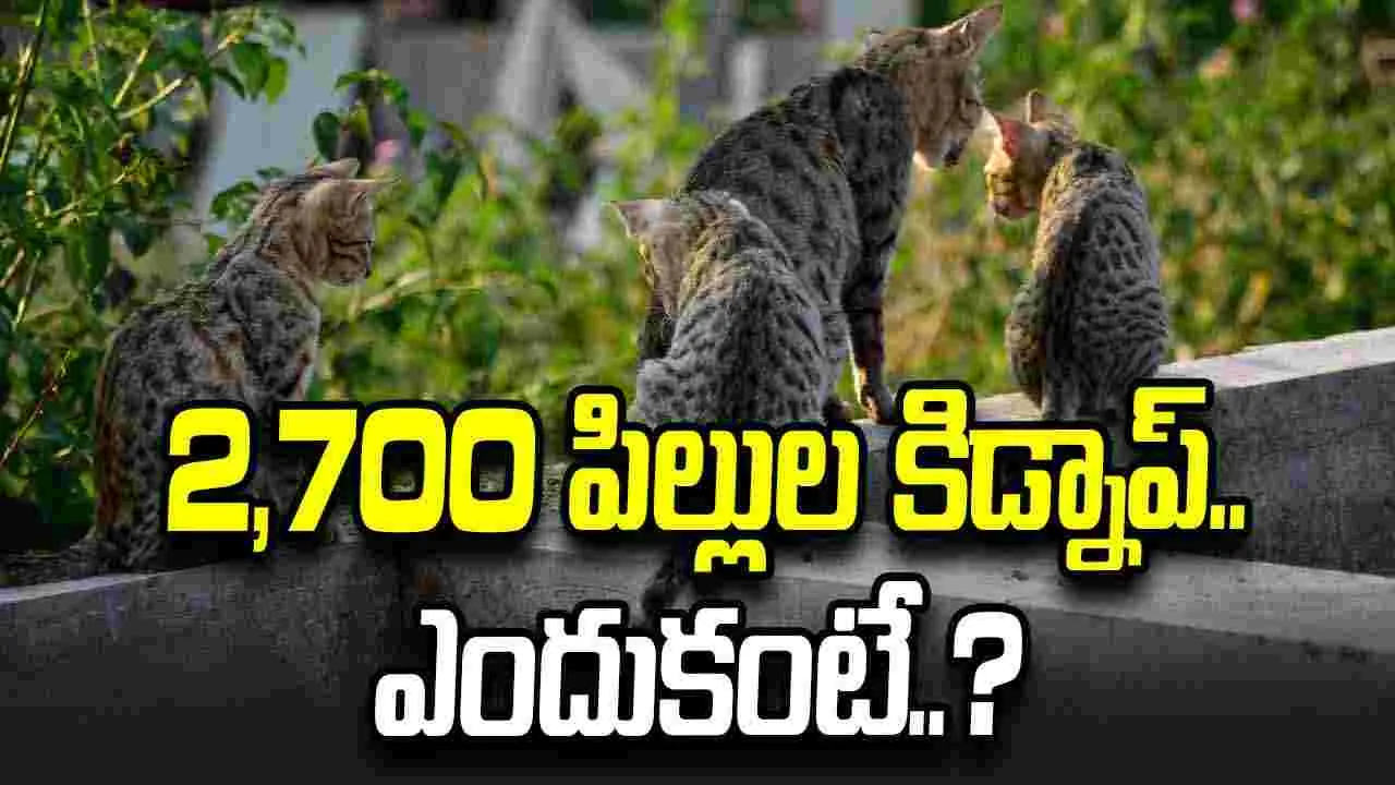 వియత్నాంలో పిల్లుల దొంగతనం ముఠా అరెస్ట్