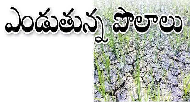 kumaram bheem asifabad-ఎండుతున్న పొలాలు 