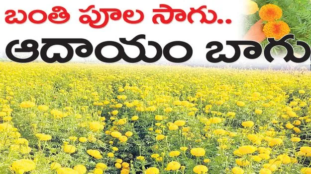 kumaram bheem asifabad- బంతి పూల సాగు.. ఆదాయం బాగు