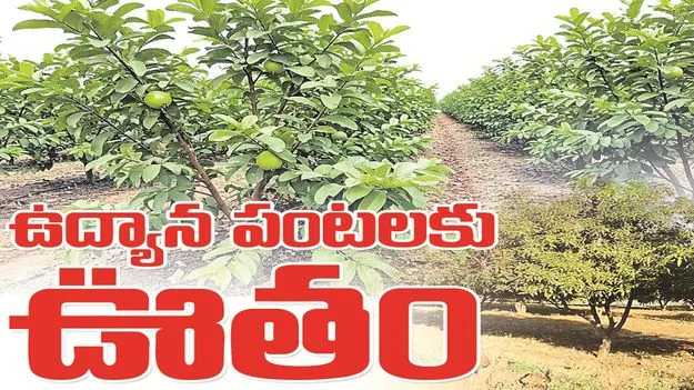 kumaram bheem asifabad- ఉద్యాన పంటలకు ఊతం