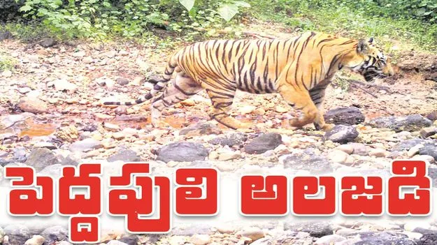 kumaram bheem asifabad- పెద్దపులి అలజడి