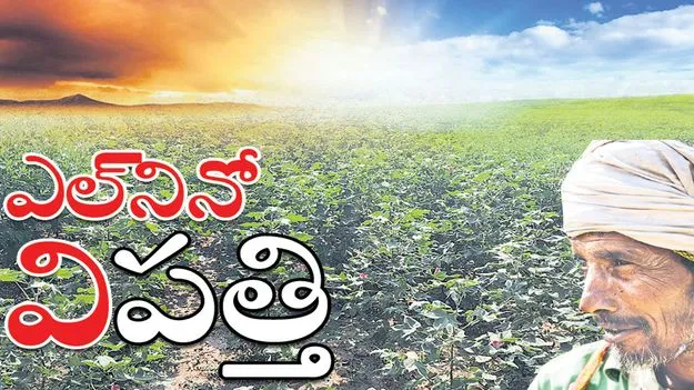Kumaram Bheem Asifabad:  ఎల్‌నినో వి‘పత్తి’