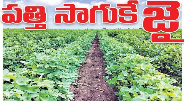 Kumaram Bheem Asifabad:  పత్తి సాగుకే సై..