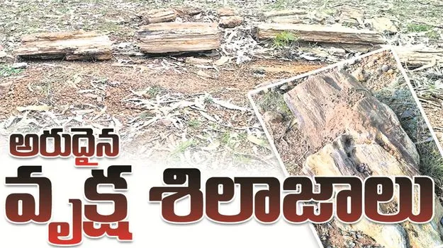 kumaram bheem asifabadఅరుదైన వృక్ష శిలాజాలు