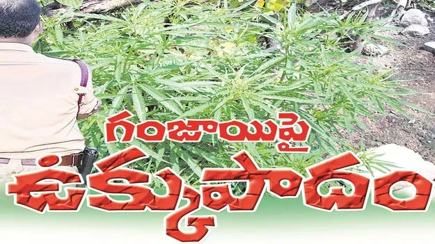 kumaram bheem asifabad-  గంజాయిపై ఉక్కుపాదం