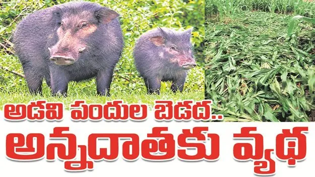 kumaram bheem asifabad- అడవి పందుల బెడద.. అన్నదాతలకు వ్యథ