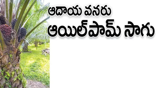 kumaram bheem asifabad-ఆదాయ వనరు..ఆయిల్‌పామ్‌ సాగు