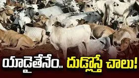 యాడైతేనేం.. దుడ్లొస్తే చాలు!
