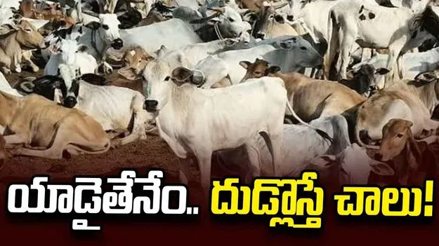 యాడైతేనేం.. దుడ్లొస్తే చాలు!