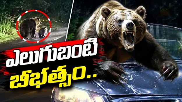 పిల్లల కోసం కారుకు ఎదురెళ్లిన ఎలుగు... చివరకు ఏమైందంటే..