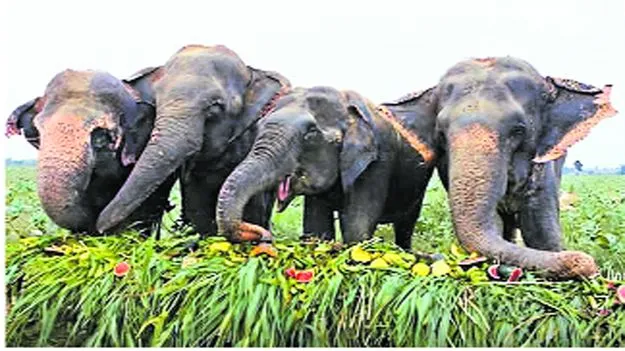  హాథీ.. హమారా సాథీ!