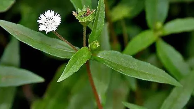 వంటలు: గుంటకలగర ఆకుల పచ్చడి 