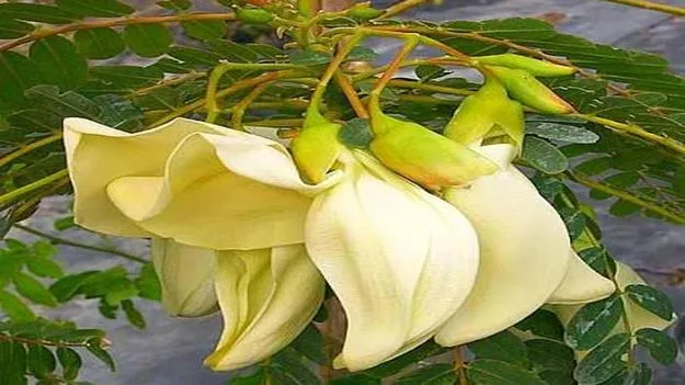 వంటలు: అవిసె పూల కూర