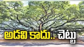 అడవి కాదు... చెట్టు