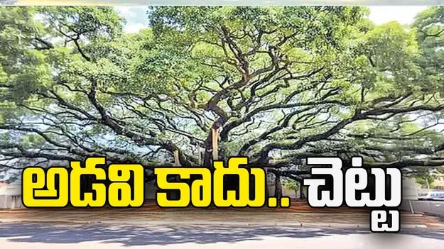 అడవి కాదు... చెట్టు