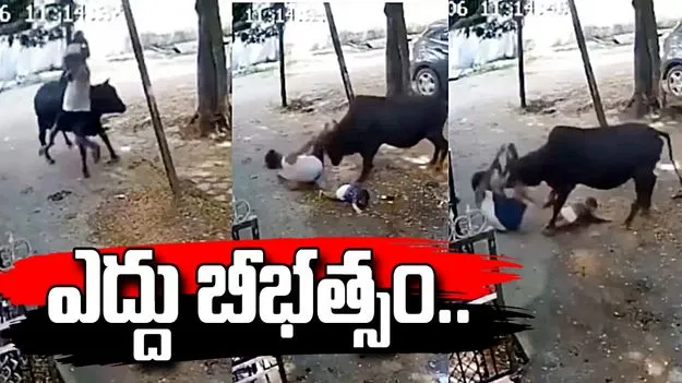 చిన్నారిని కాపాడేందుకు ఎద్దుతో పోరాటం.. ఒళ్లు గగుర్పొడిచే వీడియో