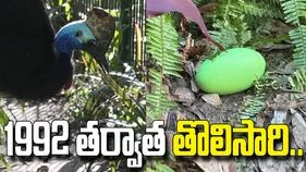 1992 తర్వాత తొలిసారి.. జూలో ఆకుపచ్చ కాసోవరీ గుడ్డు