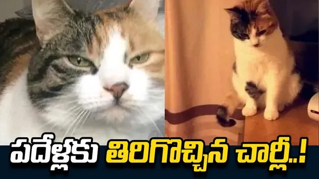 పదేళ్ల తర్వాత తిరిగొచ్చిన పెంపుడు పిల్లి.. చిన్న మైక్రో చిప్‌తో..