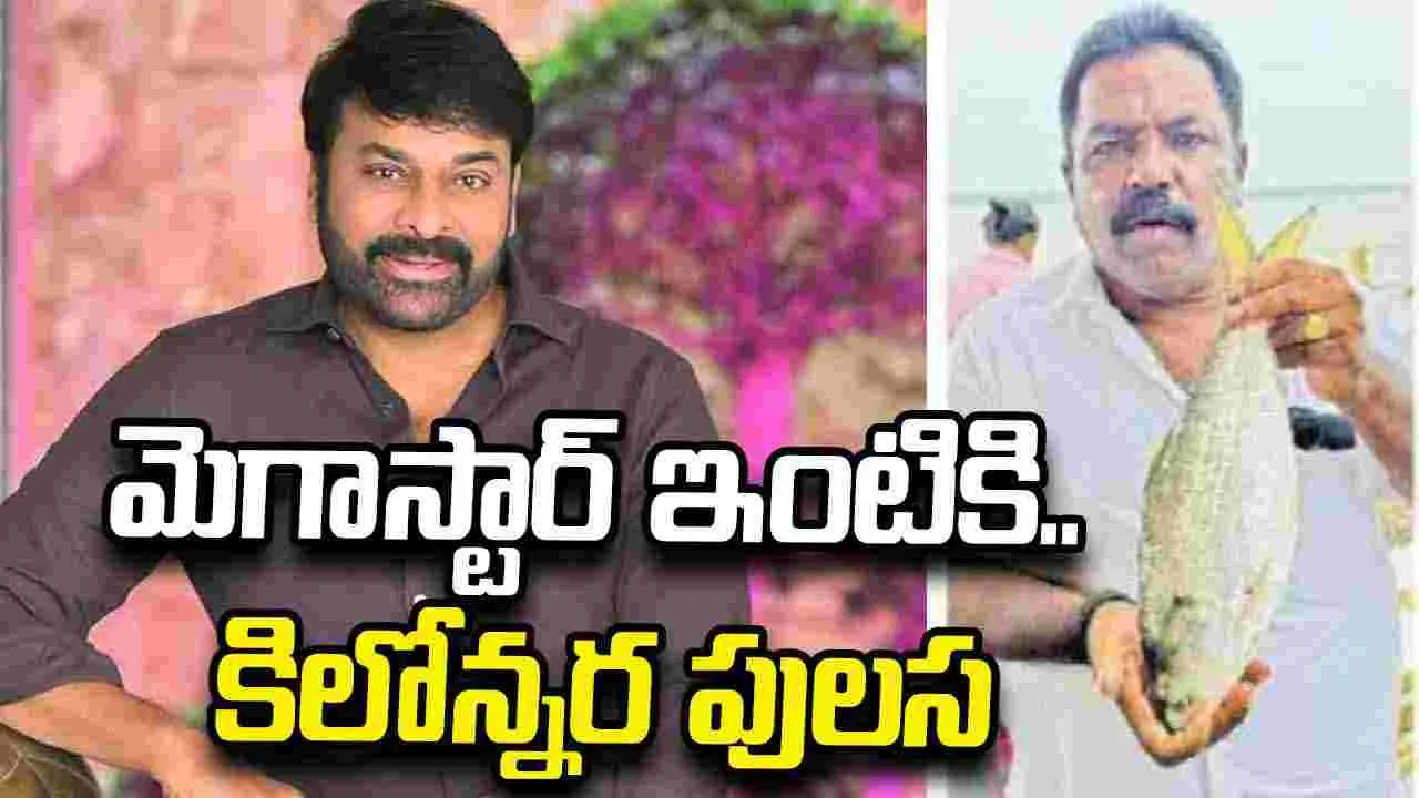 అరుదైన కిలోన్నర పులస.. మెగాస్టార్‌కు పంపనున్న అభిమాని