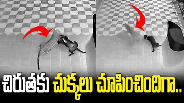 చిరుతతో కుక్క పోరాటం.. 7 నిమిషాల హైడ్రామా! వీడియో వైరల్