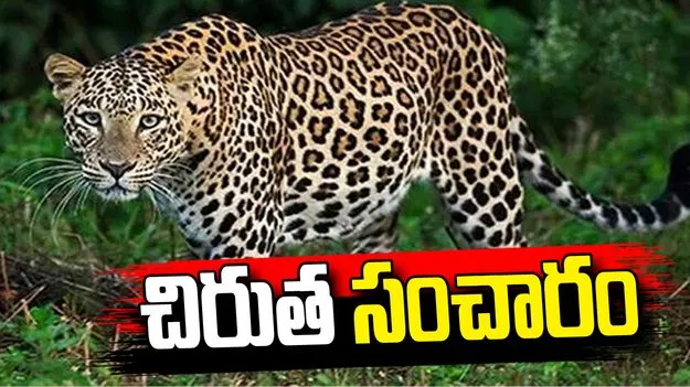 మార్కాపురం జిల్లాలో చిరుత పులి కలకలం