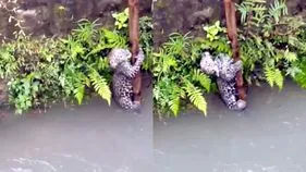 కాలువలో పడిన చిరుత పిల్ల.. గ్రామస్థులు ఏం చేశారంటే!