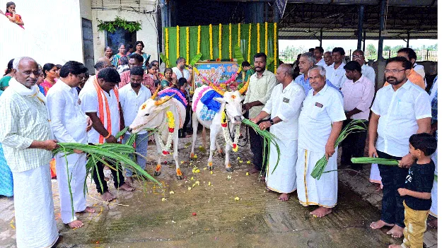 కాణిపాకంలో గోపూజ
