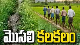 మెదక్‌లో పంట పొలాల్లో మొసలి కలకలం.. పరుగులు పెట్టిన రైతులు