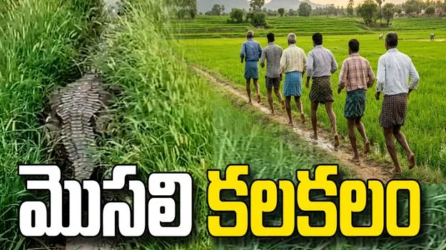 మెదక్‌లో పంట పొలాల్లో మొసలి కలకలం.. పరుగులు పెట్టిన రైతులు