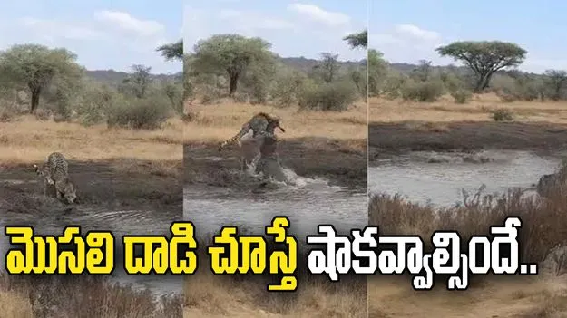 నీళ్లు తాగుతున్న చిరుత.. సడన్‌గా గాల్లోకి లేచిన మొసలి.. చివరకు చూస్తే.. 