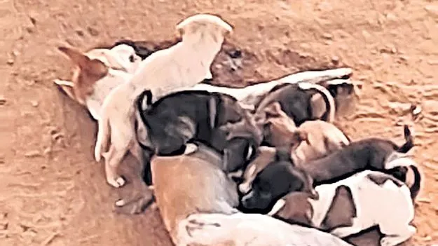 DOG: అ‘మృత’ ప్రేమ!